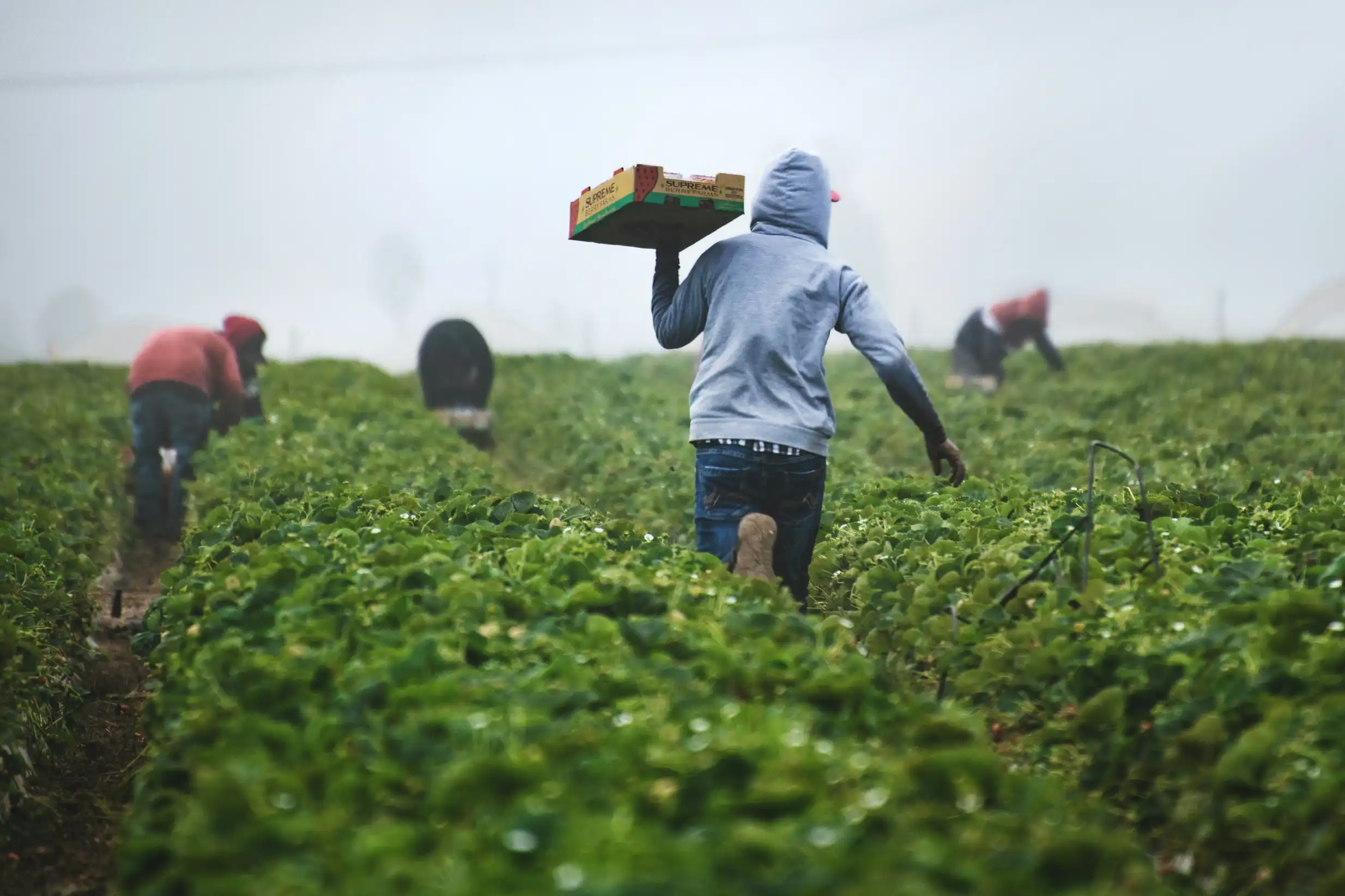 OGA-Portal - Logistics Portal for Fruit and Vegetable Marketing Cooperative